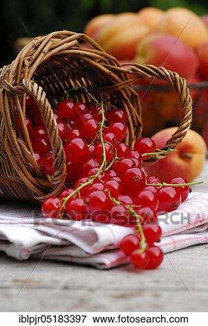 Redcurrants and apricots in baskets ( Ribes rubrum) View Large Photo Image Stock Photo - Redcurrants and apricots in baskets ( Ribes rubrum). Fotosearch