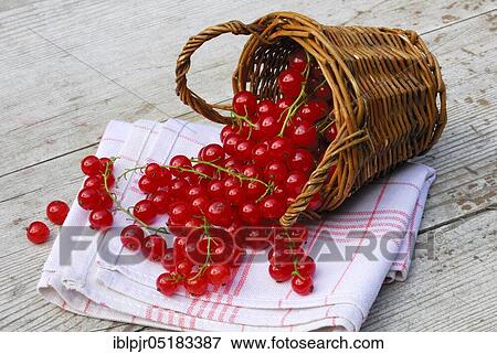 Redcurrants in baskets ( Ribes rubrum) View Large Photo Image Stock Photo - Redcurrants in baskets ( Ribes rubrum). Fotosearch