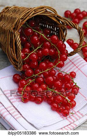 Redcurrants in baskets ( Ribes rubrum) View Large Photo Image Stock Photograph - Redcurrants in baskets ( Ribes rubrum). Fotosearch
