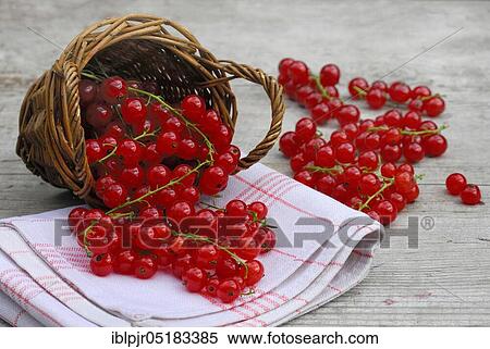 Redcurrants in baskets ( Ribes rubrum) View Large Photo Image Stock Photography - Redcurrants in baskets ( Ribes rubrum). Fotosearch