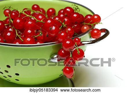 Redcurrants in kitchen sieve ( Ribes rubrum), strainer, carbon copy View Large Photo Image Picture - Redcurrants in kitchen sieve ( Ribes rubrum), strainer, carbon copy. Fotosearch