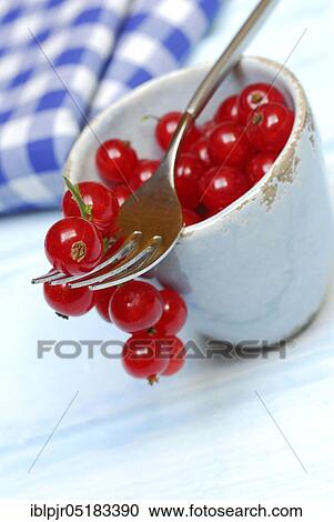 Redcurrants on fork ( Ribes rubrum) View Large Photo Image Stock Image - Redcurrants on fork ( Ribes rubrum). Fotosearch