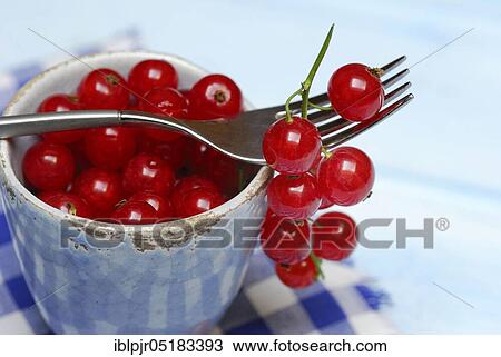 Stock Image - Redcurrants on fork ( Ribes rubrum). Fotosearch