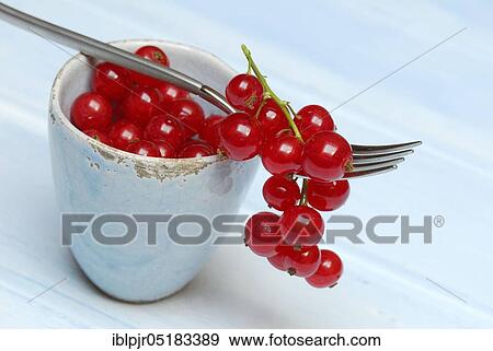 Redcurrants on fork ( Ribes rubrum) View Large Photo Image Stock Photo - Redcurrants on fork ( Ribes rubrum). Fotosearch