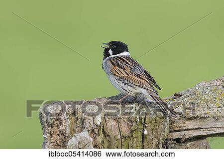 Reed bunting (Emberiza schoeniclus), male, Ochsenmoor, Lower Saxony, Germany, Europe View Large Photo Image Stock Photograph - Reed bunting (Emberiza schoeniclus), male, Ochsenmoor, Lower Saxony, Germany, Europe. Fotosearch