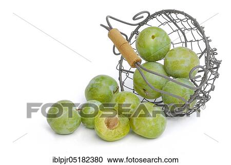 Reineclaude, basket, Reneklode, Reneclode, Ringlotte, Prunus domestica (Prunus domestica italica) View Large Photo Image Stock Image - Reineclaude, basket, Reneklode, Reneclode, Ringlotte, Prunus domestica (Prunus domestica italica). Fotosearch