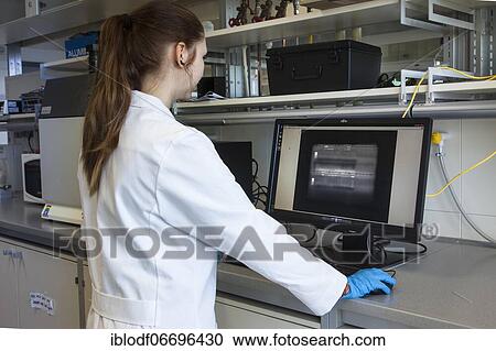Research assistant evaluating DNA tests at the Faculty of Biology at the University of Duisburg-Essen during research work, Essen, North Rhine-Westphalia, Germany, Europe View Large Photo Image Stock Image - Research assistant evaluating DNA tests at the Faculty of Biology at the University of Duisburg-Essen during research work, Essen, North Rhine-Westphalia, Germany, Europe. Fotosearch