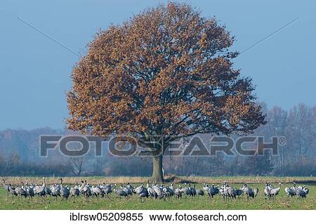 Resting end Common cranes (Grus grus) Boller Moor, Lower Saxony, Germany, Europe View Large Photo Image Stock Photography - Resting end Common cranes (Grus grus) Boller Moor, Lower Saxony, Germany, Europe. Fotosearch