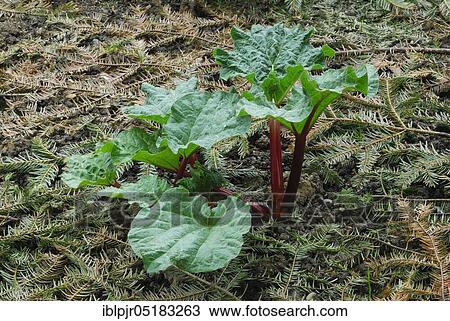 Stock Image - Rhubarb (Rheum rhabarbarum). Fotosearch