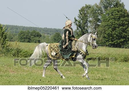 Rider with historical dress on Arabian thoroughbred, stallion, grey View Large Photo Image Stock Image - Rider with historical dress on Arabian thoroughbred, stallion, grey. Fotosearch