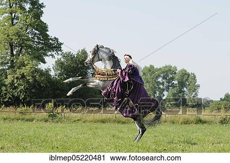 Rider with historical dress, on rising Arabian thoroughbred stallion, grey View Large Photo Image Stock Image - Rider with historical dress, on rising Arabian thoroughbred stallion, grey. Fotosearch