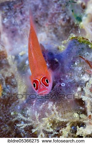 Ring-necked goby (Trimma) benjamin, Florida Islands, Solomon Islands, Oceania View Large Photo Image Stock Photography - Ring-necked goby (Trimma) benjamin, Florida Islands, Solomon Islands, Oceania. Fotosearch