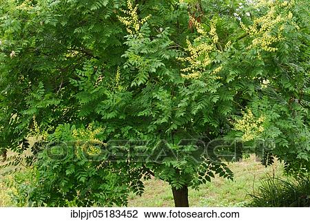 Stock Image - Rispigergoldenrain tree (Koelreuteria paniculata). Fotosearch