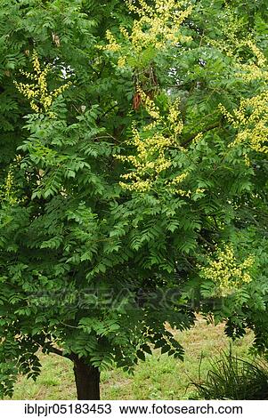 Stock Image - Rispigergoldenrain tree (Koelreuteria paniculata). Fotosearch