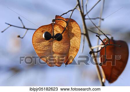 Stock Image - Rispy bubble tree, fruits ( Koelreuteria paniculata). Fotosearch