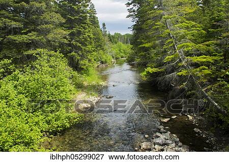 River and forest, Forillon national park, Quebec, Canada, North America View Large Photo Image Stock Photo - River and forest, Forillon national park, Quebec, Canada, North America. Fotosearch