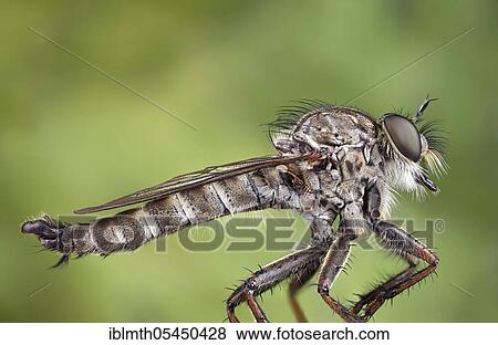 Stock Photo - Robbery fly (Tolmerus atricapillus) in side view. Fotosearch