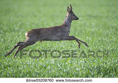 Roe Deer (Capreolus capreolus), buck, Lower Saxony, Germany, Europe View Large Photo Image Stock Image - Roe Deer (Capreolus capreolus), buck, Lower Saxony, Germany, Europe. Fotosearch