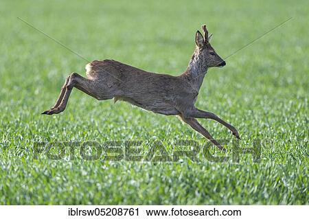 Roe Deer (Capreolus capreolus), buck, Lower Saxony, Germany, Europe View Large Photo Image Stock Image - Roe Deer (Capreolus capreolus), buck, Lower Saxony, Germany, Europe. Fotosearch