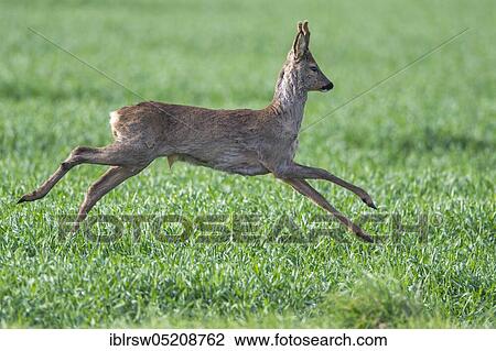 Roe Deer (Capreolus capreolus), buck, Lower Saxony, Germany, Europe View Large Photo Image Stock Image - Roe Deer (Capreolus capreolus), buck, Lower Saxony, Germany, Europe. Fotosearch