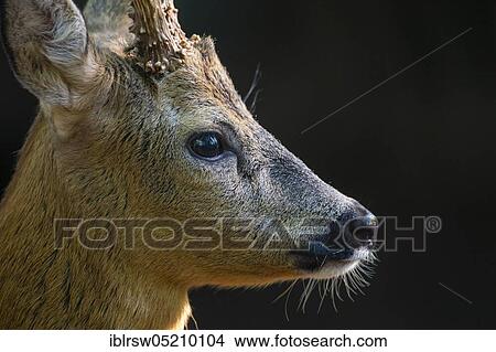 Roebuck, Lower Saxony, Germany, Europe View Large Photo Image Picture - Roebuck, Lower Saxony, Germany, Europe. Fotosearch