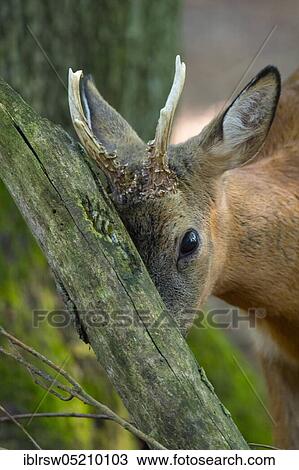 Stock Image - Roebuck, Lower Saxony, Germany, Europe. Fotosearch