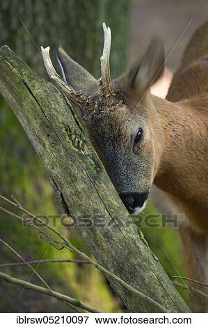 Stock Photo - Roebuck, Lower Saxony, Germany, Europe. Fotosearch