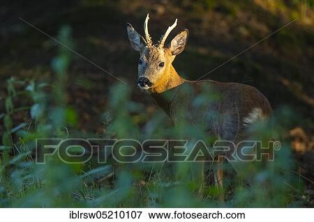 Roebuck, Lower Saxony, Germany, Europe View Large Photo Image Stock Photo - Roebuck, Lower Saxony, Germany, Europe. Fotosearch