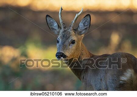 Stock Photograph - Roebuck, Lower Saxony, Germany, Europe. Fotosearch