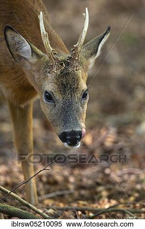 Stock Photography - Roebuck, Lower Saxony, Germany, Europe. Fotosearch