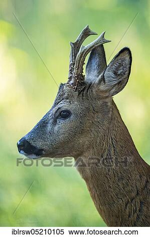 Stock Photography - Roebuck, Lower Saxony, Germany, Europe. Fotosearch