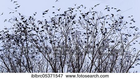 Rook (Corvus frugilegus), colony, Germany, Europe View Large Photo Image Stock Photo - Rook (Corvus frugilegus), colony, Germany, Europe. Fotosearch