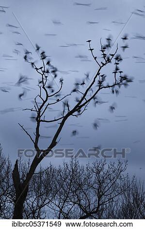 Rook (Corvus frugilegus), colony, Germany, Europe View Large Photo Image Stock Photo - Rook (Corvus frugilegus), colony, Germany, Europe. Fotosearch