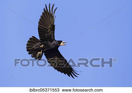 Stock Image - Rook (Corvus frugilegus), Germany, Europe. Fotosearch