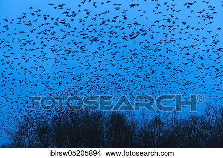 Rooks (Corvus frugilegus), Swarm of crows, Lower Saxony, Germany, Europe View Large Photo Image Picture - Rooks (Corvus frugilegus), Swarm of crows, Lower Saxony, Germany, Europe. Fotosearch