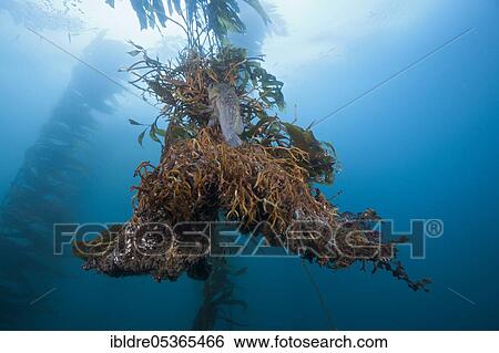 Roots of Giant Kelp (Macrocystis pyrifera), San Benito Island, Mexico, Central America View Large Photo Image Stock Photograph - Roots of Giant Kelp (Macrocystis pyrifera), San Benito Island, Mexico, Central America. Fotosearch