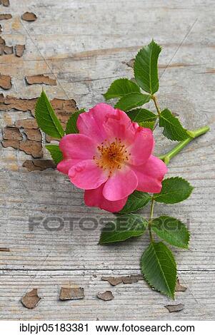 Stock Image - Rose blossom on wood, rose. Fotosearch