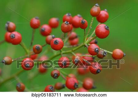 Stock Image - Rose hips of the multiflora rose ( Rosa multiflora). Fotosearch