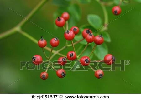 Stock Image - Rose hips of the multiflora rose ( Rosa multiflora). Fotosearch