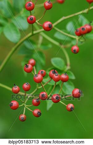 Stock Image - Rose hips of the multiflora rose ( Rosa multiflora). Fotosearch
