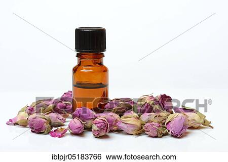 Rose oil and dried rose buds, rose aroma, rose scent, fragrance oil, rose aroma oil View Large Photo Image Stock Photograph - Rose oil and dried rose buds, rose aroma, rose scent, fragrance oil, rose aroma oil. Fotosearch