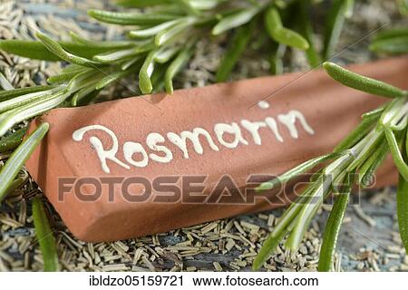 Rosemary (Rosmarinus officinalis) View Large Photo Image Stock Image - Rosemary (Rosmarinus officinalis). Fotosearch