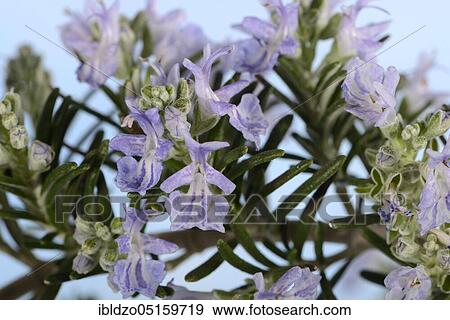 Rosemary (Rosmarinus officinalis) View Large Photo Image Stock Photo - Rosemary (Rosmarinus officinalis). Fotosearch