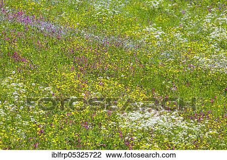 Stock Image - Rough meadow, Swiss Alps, Switzerland, Europe. Fotosearch