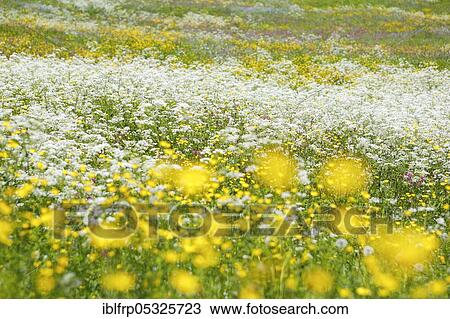 Stock Image - Rough meadow, Swiss Alps, Switzerland, Europe. Fotosearch