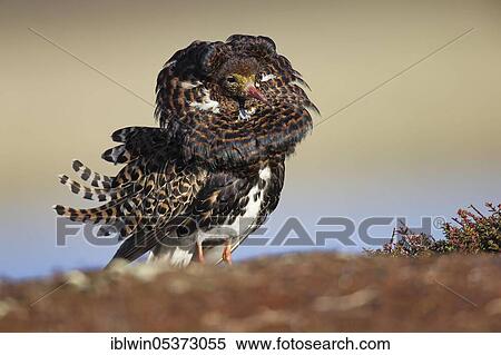 Stock Photography - Ruff (Philomachus pugnax), dominant male, on courtship ground, Varanger Peninsula, Norway, Europe. Fotosearch