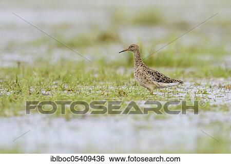 Ruff (Philomachus pugnax), female, Ochsenmoor, Lower Saxony, Germany, Europe View Large Photo Image Stock Photograph - Ruff (Philomachus pugnax), female, Ochsenmoor, Lower Saxony, Germany, Europe. Fotosearch