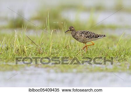 Ruff (Philomachus pugnax), male, Ochsenmoor, Lower Saxony, Germany, Europe View Large Photo Image Stock Photography - Ruff (Philomachus pugnax), male, Ochsenmoor, Lower Saxony, Germany, Europe. Fotosearch