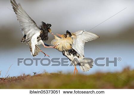 Ruff (Philomachus pugnax) on mating ground, Varanger Peninsula, Norway, Europe View Large Photo Image Stock Image - Ruff (Philomachus pugnax) on mating ground, Varanger Peninsula, Norway, Europe. Fotosearch