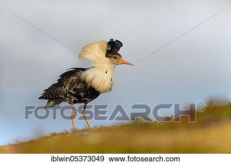 Ruff (Philomachus pugnax) on mating ground, Varanger Peninsula, Norway, Europe View Large Photo Image Stock Photo - Ruff (Philomachus pugnax) on mating ground, Varanger Peninsula, Norway, Europe. Fotosearch